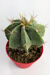 Astrophytum Ornatum Nadir Kaktüs Özel Tür Nadide Kaktus Tekli Kaktüs 12 cm Saksıda - 1