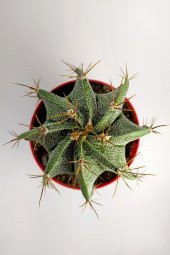 Astrophytum Ornatum Nadir Kaktüs Özel Tür Nadide Kaktus Tekli Kaktüs 12 cm Saksıda - 2