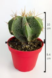 Astrophytum Ornatum Nadir Kaktüs Özel Tür Nadide Kaktus Tekli Kaktüs 12 cm Saksıda - 3