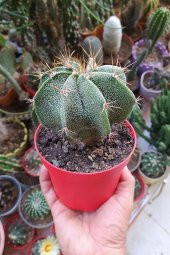Astrophytum Ornatum Nadir Kaktüs Özel Tür Nadide Kaktus Tekli Kaktüs 12 cm Saksıda - 4