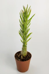 Austrocylindropuntia Subulata Nadide Kaktüs Özel Tür Kaktüs Nadir Kaktüs 5.5 cm Saksıda - 1
