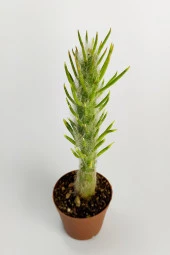 Austrocylindropuntia Subulata Nadide Kaktüs Özel Tür Kaktüs Nadir Kaktüs 5.5 cm Saksıda - 3