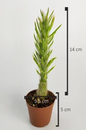 Austrocylindropuntia Subulata Nadide Kaktüs Özel Tür Kaktüs Nadir Kaktüs 5.5 cm Saksıda - 4