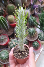 Austrocylindropuntia Subulata Nadide Kaktüs Özel Tür Kaktüs Nadir Kaktüs 5.5 cm Saksıda - 5