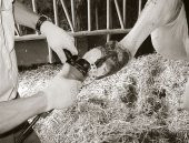 6 Bıçaklı Tırnak Kesme Diski thumbnail 4