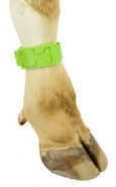 Tokalı Ayak İşaretleme Bandı, Yeşil - 1