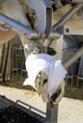 Rollino Rollwatte Ayak Bandajı (8li paket) thumbnail 2