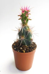 Corynopuntia Invicta Nadide Tür Kaktüs Tekli Kaktüs 5.5 cm Saksıda Özel Kaktüs thumbnail 1