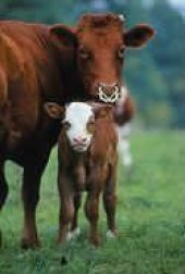 Emmesavar, Büyük Boy thumbnail 1