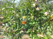 Kavanoz için Sinek Tuzağı (2ad/pkt) thumbnail 3