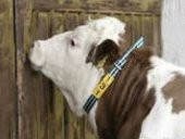 Yeşil Boyun Tasması 135cm thumbnail 1