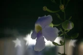Byr SLR lens için bokeh maskesi (Sadece Plastik Aparattır!!!) 3D - 4