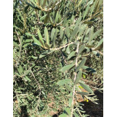 Zeytin Yaprapı 120 gr - 1