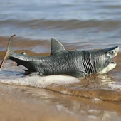 iaying Köpekbalığı Aksiyon Figürü Megalodon Modeli Bilişsel Oyuncaklar Gerçekçi Erkekler Ve Kızlar - 3