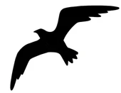 İndispensableyl Martı Duvar Dekor Sticker 40 X 32 Cm thumbnail 1