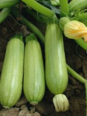 Çok Verimli Hibrit Dolma Kabağı Tohumu 10 Ad. Tohum - 1