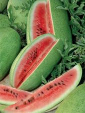 İthal Charleston Gray Karpuzu 20 Ad Tohum - 1