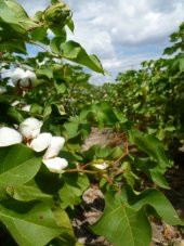 Hibrit Havlı Pamuk Tohumu Süs Pamuğu 50 Ad. Tohum - 1