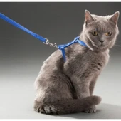 Kedi Boyun ve Göğüs Tasması - 1