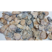 Yamuk Deniz Kabuğu 250 gr - 1
