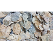 Yamuk Deniz Kabuğu 250 gr - 2