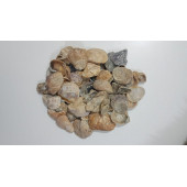 Yamuk Deniz Kabuğu 250 gr - 3