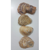 Yamuk Deniz Kabuğu 250 gr - 4