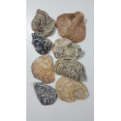 Yamuk Deniz Kabuğu 250 gr - 5