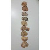 Yamuk Deniz Kabuğu 250 gr - 6