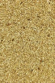 Doğal Taze Kanarya Sade Kuş Yemi - 500 gr - 3