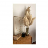 PAMPAS 10 Adet - 1