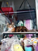FR PET Cama Yapışan Kedi Yatağı 30 x 50 - 2
