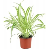 Alacalı Kurdele Çiçeği Fidanı 10-20 cm thumbnail 2