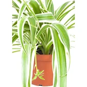 Alacalı Kurdele Çiçeği Fidanı 10-20 cm thumbnail 1