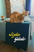Koltuk Kenarı Koruyucu Kedi Tırmalama Halısı (50 CM X 100 CM) thumbnail 2