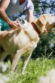 İronika Tuşlu Otomatik Temizlenen Kedi Köpek Tüy Toplayıcı Tarak Evcil Hayvan Fırçası Tarağı - 2