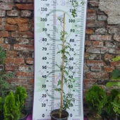 Jasminum polyanthum - Hoş Kokulu ve Gösterişli Çiçekli Bitki (Şam yasemini DEĞİL) - 2