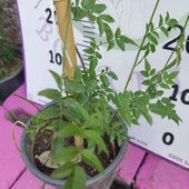 Jasminum polyanthum - Hoş Kokulu ve Gösterişli Çiçekli Bitki (Şam yasemini DEĞİL) - 4