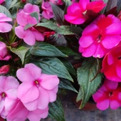 3 Adet Yenigene (Impatiens Hawkeri - New Guinea Impatiens) - Canlı ve Renkli Yarı Gölgeli Çiçek - 3