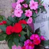 3 Adet Yenigene (Impatiens Hawkeri - New Guinea Impatiens) - Canlı ve Renkli Yarı Gölgeli Çiçek - 4