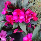 3 Adet Yenigene (Impatiens Hawkeri - New Guinea Impatiens) - Canlı ve Renkli Yarı Gölgeli Çiçek - 2