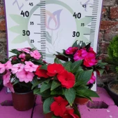 3 Adet Yenigene (Impatiens Hawkeri - New Guinea Impatiens) - Canlı ve Renkli Yarı Gölgeli Çiçek - 1