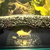 Akvaryum Şeffaf Yan Saklanma Yuvası  Cam Kenarı Balık Mağarası (BEYAZ RENKLİ) thumbnail 3