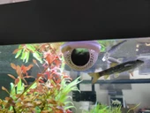 Akvaryum Için Yüzen Saklama Alanı Betta Balığı Için Gizlenme Kabı - 1