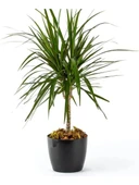 Omnipazar SO-YK07 Yakut Saksı Takımı Separetörlü 66 Litre Siyah 3 Adet - 5