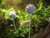 Yüzen Mayın Figürlü Akvaryum Dekoru Zincirli Tasarım Sıradışı ve Modern Balık Tankı Süsü - 1