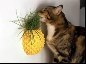 Ananas Şekilli Kedi Kaşıma Aparatı (Kedi Çimi Eklenebilir Duvara Montaj Dekoratif Tasarım) - 1