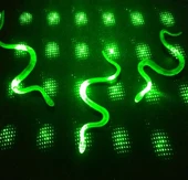 Şaka Yılan Ve Kırkayak Karışık 36 Adet thumbnail 1