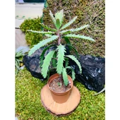 Aşkın Gözyaşı Bitkisi Mother Of Thousands 10-20 cm thumbnail 3