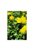 Kasımpatı (Chrysanthemum) 2’li Set 10-20 cm Sarı thumbnail 2